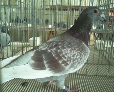 IMG237.jpg (377.99 KiB) Osservato 730 volte IMG237.jpg