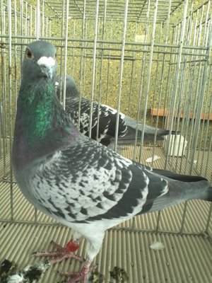 IMG337.jpg (378.74 KiB) Osservato 730 volte IMG337.jpg