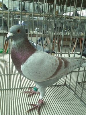 IMG340.jpg (375.51 KiB) Osservato 729 volte IMG340.jpg
