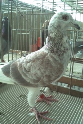 IMG348.jpg (315.55 KiB) Osservato 729 volte IMG348.jpg