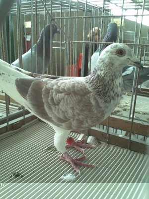 IMG349.jpg (367.6 KiB) Osservato 729 volte IMG349.jpg