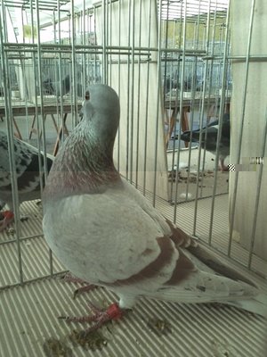 IMG363.jpg (355.84 KiB) Osservato 729 volte IMG363.jpg