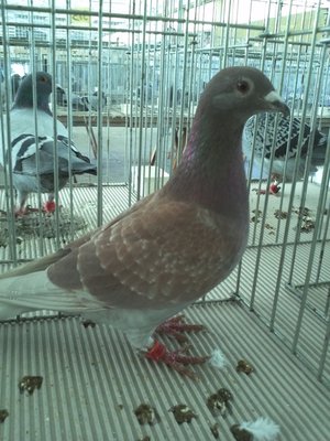IMG364.jpg (344.5 KiB) Osservato 729 volte IMG364.jpg