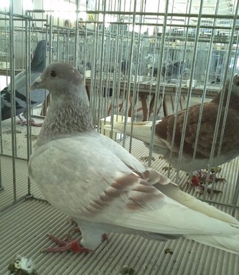 IMG366.jpg (445.69 KiB) Osservato 729 volte IMG366.jpg