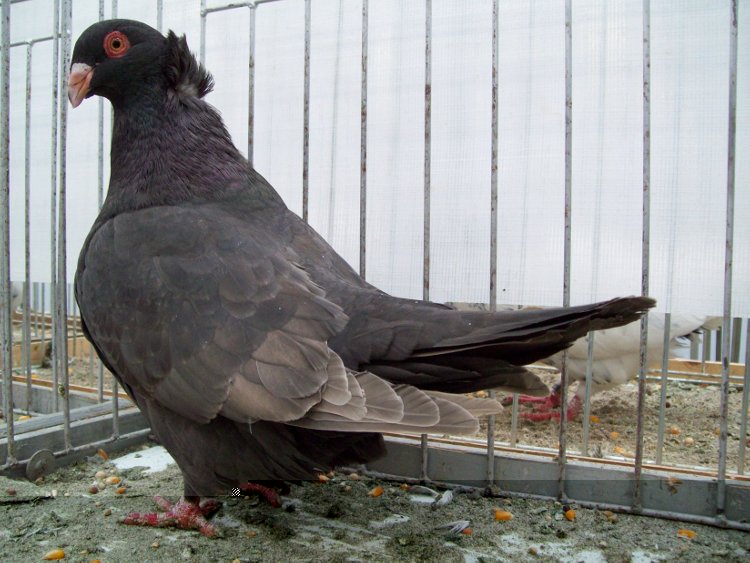 100_0829.JPG 100_0829.JPG