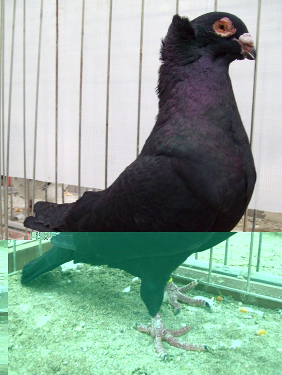 nero da magnano.JPG nero da magnano.JPG