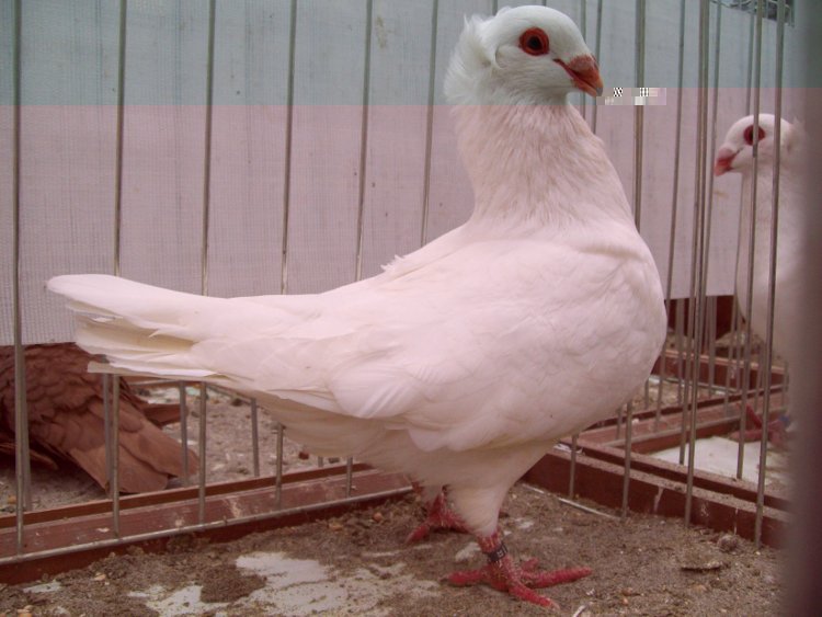 100_0803.JPG 100_0803.JPG