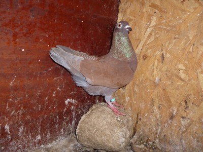 P1040522.JPG (2.71 MiB) Osservato 2307 volte P1040522.JPG