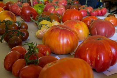 Mostra 2015-0046 abano - ciliegino nero - nova1.jpg (163 KiB) Osservato 792 volte Mostra 2015-0046 abano - ciliegino nero - nova1.jpg