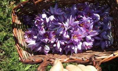 sofran.jpg (124.97 KiB) Osservato 639 volte sofran.jpg