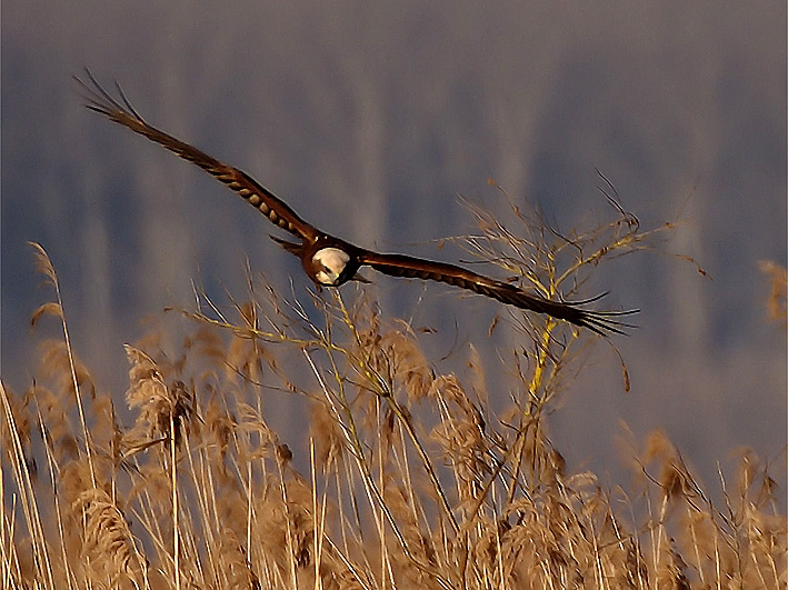 Falco di palude (foto Maurizio Forti) / Falco di palude (foto Maurizio Forti).JPG Falco di palude (foto Maurizio Forti).JPG