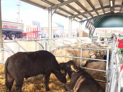 Manze&Bufale.jpg (116.31 KiB) Osservato 885 volte Manze&Bufale.jpg