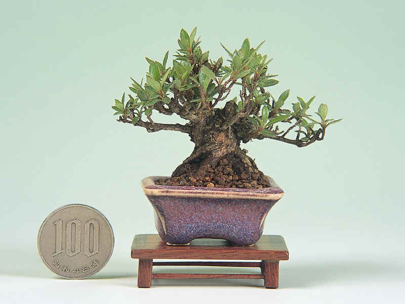 MiniBonsai3_small.jpg MiniBonsai3_small.jpg