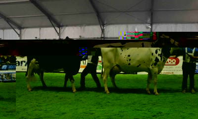 Bovimac_mostra bovina.JPG (175.62 KiB) Osservato 760 volte Bovimac_mostra bovina.JPG