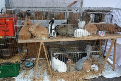 12799327_10208043112143139_1818362781311505668_n.jpg (140.4 KiB) Osservato 533 volte 12799327_10208043112143139_1818362781311505668_n.jpg