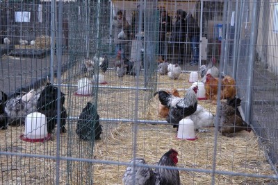 12801102_10207048872752696_7182867163483378300_n.jpg (143.24 KiB) Osservato 533 volte 12801102_10207048872752696_7182867163483378300_n.jpg