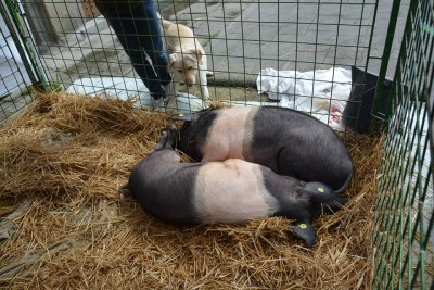 12801656_10208043117103263_535014488221874626_n.jpg (150.05 KiB) Osservato 533 volte 12801656_10208043117103263_535014488221874626_n.jpg