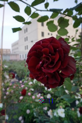 GC 2016_Cascina Bollate.jpeg (65.45 KiB) Osservato 653 volte GC 2016_Cascina Bollate.jpeg