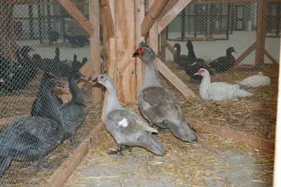 IMG_1883.jpg (251.23 KiB) Osservato 1367 volte IMG_1883.jpg