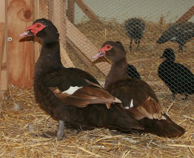 IMG_1885.jpg (271.35 KiB) Osservato 1367 volte IMG_1885.jpg