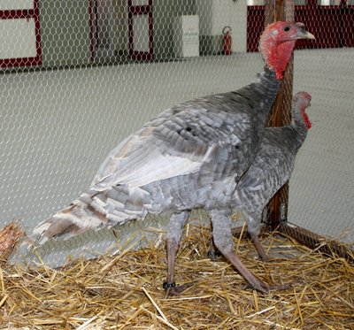 IMG_1892.jpg (359.07 KiB) Osservato 1367 volte IMG_1892.jpg