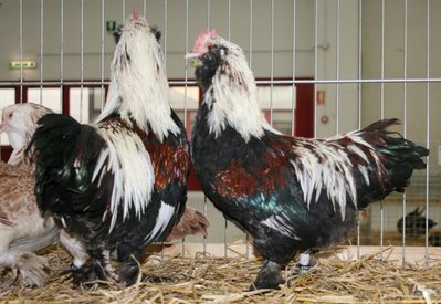 IMG_1901.jpg (194.18 KiB) Osservato 1367 volte IMG_1901.jpg