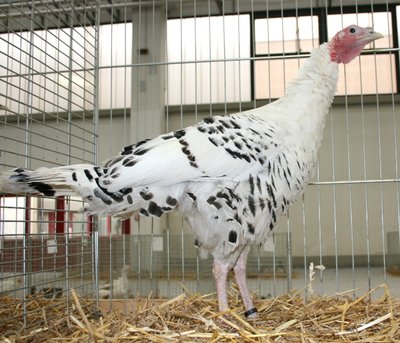 IMG_1907.jpg (257.66 KiB) Osservato 1367 volte IMG_1907.jpg