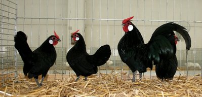 IMG_1909.jpg (138.3 KiB) Osservato 1366 volte IMG_1909.jpg