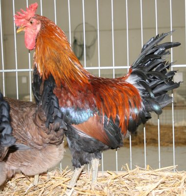 IMG_1912.jpg (282.43 KiB) Osservato 1366 volte IMG_1912.jpg