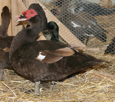 IMG_2005.jpg (304.86 KiB) Osservato 1366 volte IMG_2005.jpg