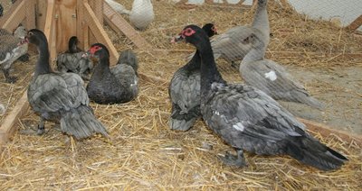 IMG_2012.jpg (217.8 KiB) Osservato 1365 volte IMG_2012.jpg