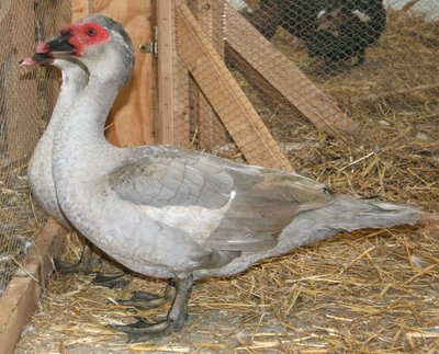 IMG_2016.jpg (297 KiB) Osservato 1365 volte IMG_2016.jpg