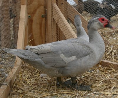 IMG_2017.jpg (236.93 KiB) Osservato 1365 volte IMG_2017.jpg