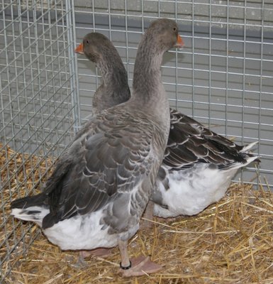 IMG_2023.jpg (301.04 KiB) Osservato 1365 volte IMG_2023.jpg