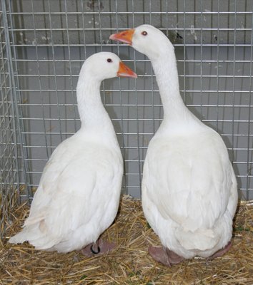 IMG_2025.jpg (272.68 KiB) Osservato 1365 volte IMG_2025.jpg