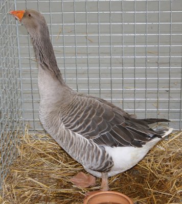 IMG_2027.jpg (318.42 KiB) Osservato 1365 volte IMG_2027.jpg