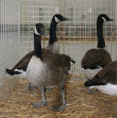 IMG_2036.jpg (308.85 KiB) Osservato 1365 volte IMG_2036.jpg