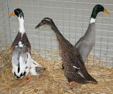 IMG_2037.jpg (261.5 KiB) Osservato 1365 volte IMG_2037.jpg