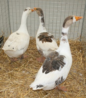 IMG_2038.jpg (334.01 KiB) Osservato 1361 volte IMG_2038.jpg