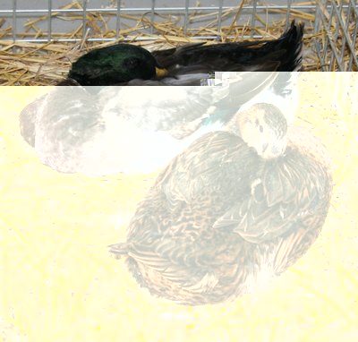 IMG_2039.jpg (308.26 KiB) Osservato 1361 volte IMG_2039.jpg