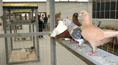 IMG_2043.jpg (141.13 KiB) Osservato 1361 volte IMG_2043.jpg