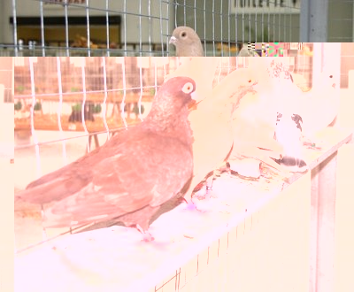 IMG_2045.jpg (208.32 KiB) Osservato 1361 volte IMG_2045.jpg