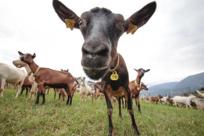 fedmod_080913_desmontegada-capre-foto-federico-modica.jpg (105.31 KiB) Osservato 629 volte fedmod_080913_desmontegada-capre-foto-federico-modica.jpg