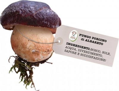 fiera_2016_fungo.jpg (74.85 KiB) Osservato 605 volte fiera_2016_fungo.jpg