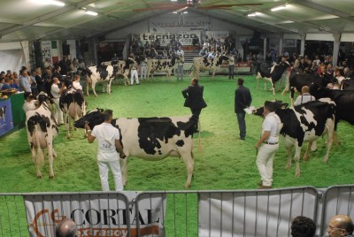 mostre zootecniche2.jpg (122.23 KiB) Osservato 650 volte mostre zootecniche2.jpg