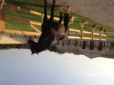 pal.jpg (73.67 KiB) Osservato 521 volte pal.jpg