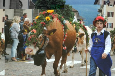 desmontegada-mucche.jpeg (63.65 KiB) Osservato 600 volte desmontegada-mucche.jpeg