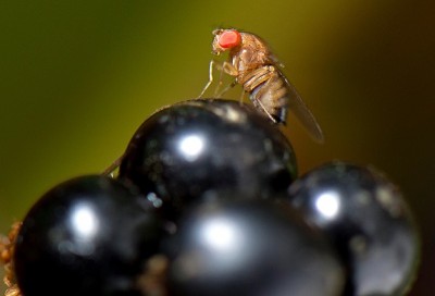 Drosophila su uva.jpg (58.88 KiB) Osservato 706 volte Drosophila su uva.jpg