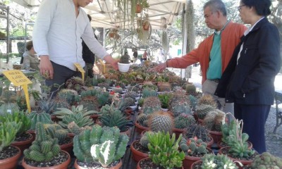 fiorinfiera 2.jpg (115.4 KiB) Osservato 683 volte fiorinfiera 2.jpg