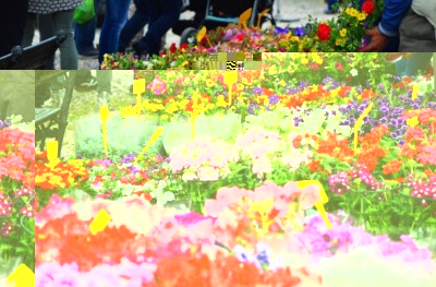 fiorinfiera 3.jpg (122.92 KiB) Osservato 596 volte fiorinfiera 3.jpg